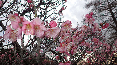 p2174656_thumb.jpg