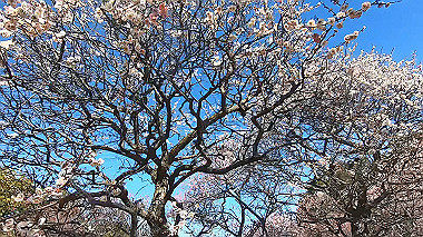 gx017622.mp4_snapshot_00.00_thumb.jpg