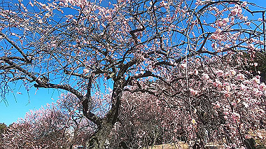 gx017622.mp4_snapshot_00.18_thumb.jpg