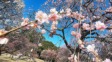 gx017622.mp4_snapshot_00.23_thumb.jpg