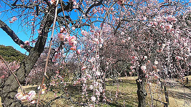gx017622.mp4_snapshot_00.27_thumb.jpg