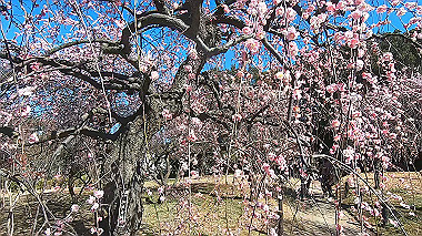 gx017622.mp4_snapshot_00.35_thumb.jpg