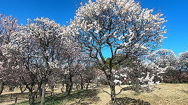 gx017623.mp4_snapshot_00.20_thumb.jpg