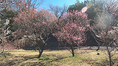 gx017624.mp4_snapshot_00.01_thumb.jpg