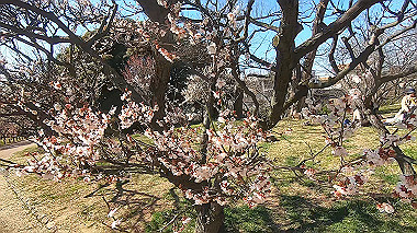 gx017625.mp4_snapshot_00.02_thumb.jpg
