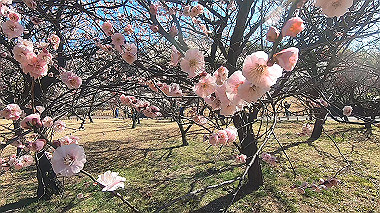 gx017625.mp4_snapshot_00.40_thumb.jpg