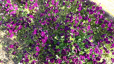 p3285325_thumb.jpg