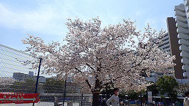 p3305358_thumb.jpg