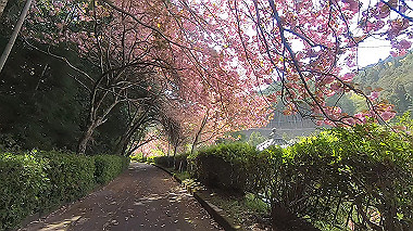 gx017761.mp4_snapshot_07.17_thumb.jpg