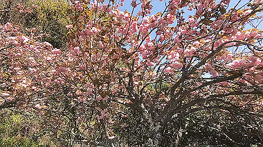 gx017763.mp4_snapshot_00.09_thumb.jpg