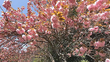 gx017763.mp4_snapshot_00.14_thumb.jpg