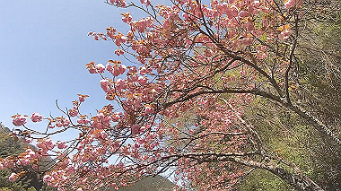 gx017763.mp4_snapshot_00.26_thumb.jpg