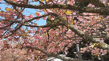 gx017764.mp4_snapshot_00.57_thumb.jpg