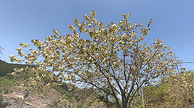 gx017765.mp4_snapshot_00.00_thumb.jpg