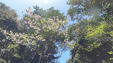 gx017766.mp4_snapshot_00.19_thumb.jpg