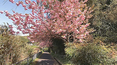 gx017766.mp4_snapshot_01.37_thumb.jpg