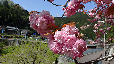 p4135436_thumb.jpg