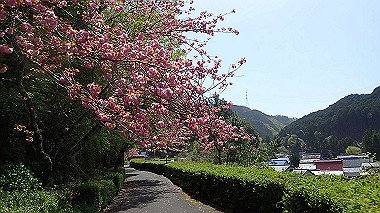 p4135437_thumb.jpg