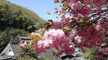p4135451_thumb.jpg