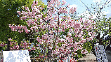 p4175463_thumb.jpg