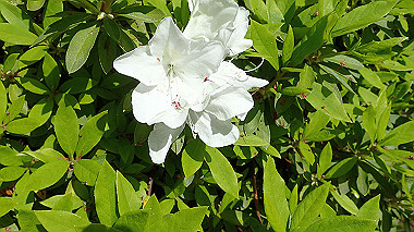 p4175472_thumb.jpg