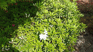 p4175473_thumb.jpg