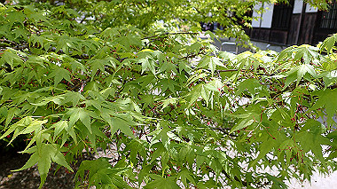 p4175474_thumb.jpg