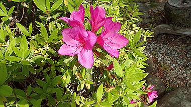 p4175478_thumb.jpg