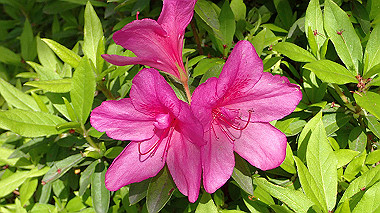 p4175479_thumb.jpg