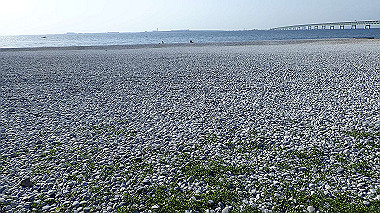 p4175531_thumb.jpg