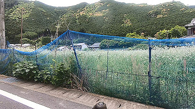 gx017844.mp4_snapshot_02.07_thumb.jpg