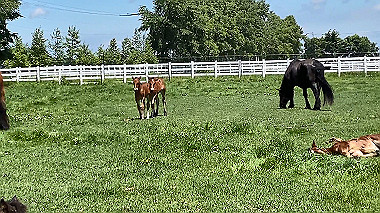 2023-07-01_10-48-06_000_x264.mp4_snapshot_00.09_thumb.jpg