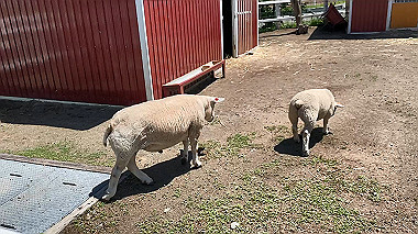2023-07-01_10-52-20_000_x264.mp4_snapshot_00.00_thumb.jpg
