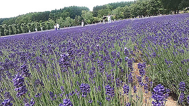 gx018894.mp4_snapshot_00.52_thumb.jpg