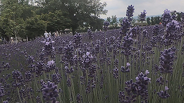 gx018896.mp4_snapshot_00.13_thumb.jpg
