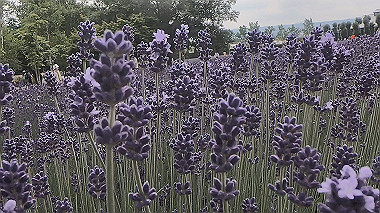 gx018896.mp4_snapshot_00.15_thumb.jpg