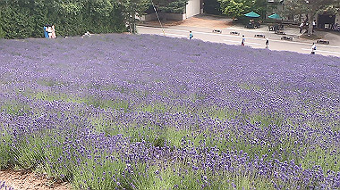 gx018901.mp4_snapshot_00.56_thumb.jpg
