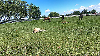 gx018931.mp4_snapshot_00.17_thumb.jpg