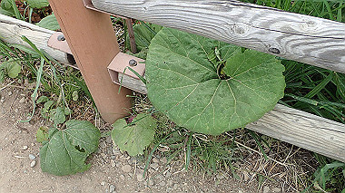p6300032_thumb.jpg