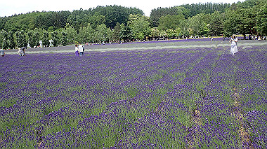 p7010061_thumb.jpg