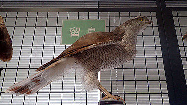 p7010113_thumb.jpg