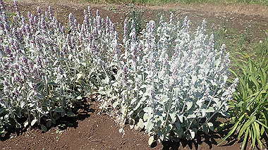 p7020088_thumb.jpg