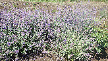 p7020089_thumb.jpg
