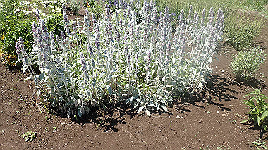 p7020090_thumb.jpg