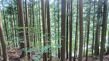 gx018958.mp4_snapshot_00.39_thumb.jpg