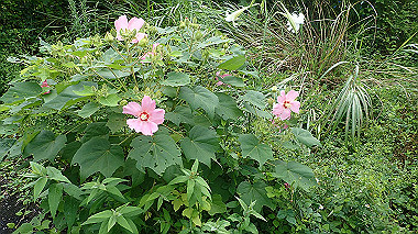 p8245856_thumb.jpg