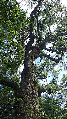 p9236172_thumb.jpg