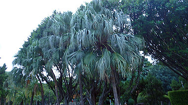 pa190107_thumb.jpg