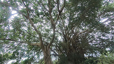 gx019073.mp4_snapshot_00.08_thumb.jpg