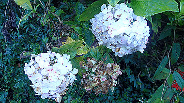 pa230619_thumb.jpg